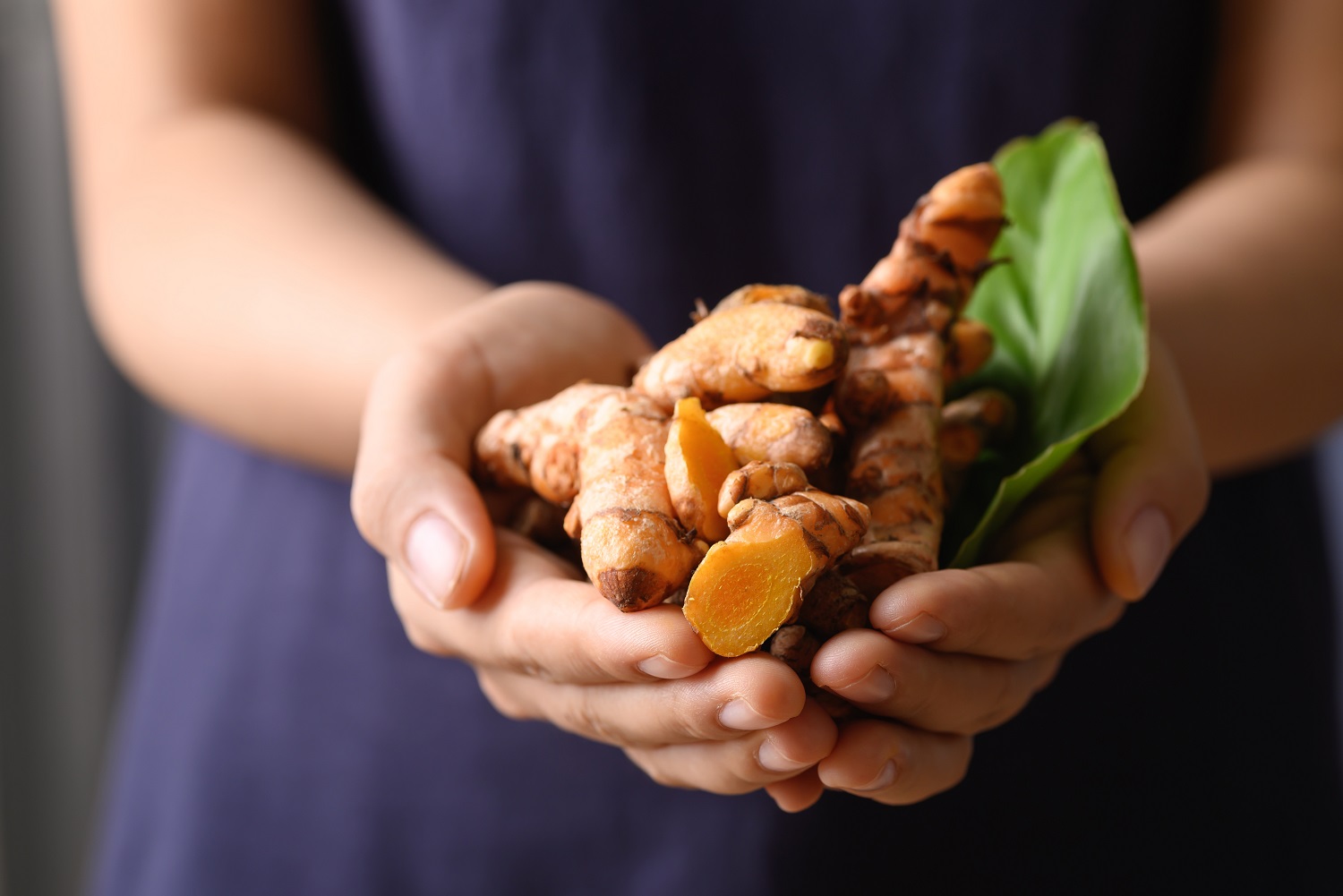 Fresh turmeric holding by hand, Food ingredients in Asian food a